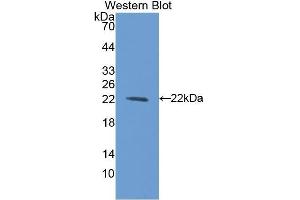 Image no. 1 for anti-Bleomycin Hydrolase (BLMH) (AA 30-165) antibody (ABIN1175602)
