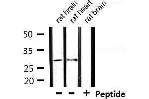 Image no. 3 for anti-Tumor Necrosis Factor Receptor Superfamily, Member 9 (TNFRSF9) antibody (ABIN6256873)