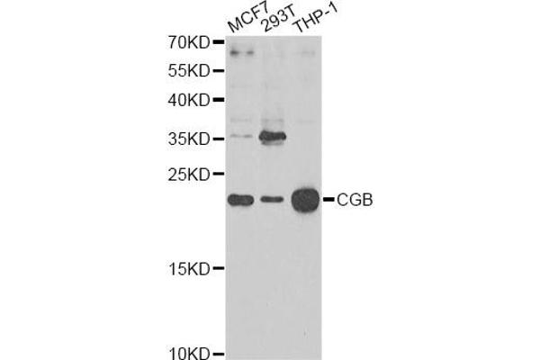 Chorionic Gonadotropin, beta Polypeptide 3 (CGB3) anticorps