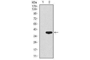 Image no. 3 for anti-CD59 (CD59) antibody (ABIN1491388)