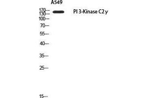 Image no. 1 for anti-Phosphatidylinositol-4-Phosphate 3-Kinase, Catalytic Subunit Type 2 gamma (PIK3C2G) antibody (ABIN3181721)