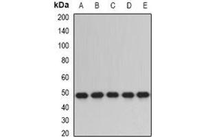 Image no. 2 for anti-Protein Disulfide Isomerase Family A, Member 6 (PDIA6) (full length) antibody (ABIN6005542)