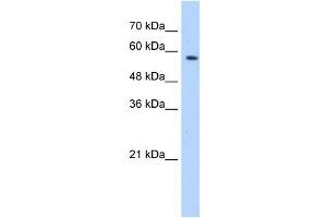 Image no. 1 for anti-Splicing Factor 3a, Subunit 3, 60kDa (SF3A3) (Middle Region) antibody (ABIN633429)