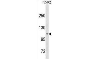 Calsyntenin 2 antibody  (AA 743-770)