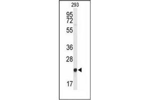 Image no. 1 for anti-gamma-Glutamylcyclotransferase (GGCT) (AA 146-176), (C-Term) antibody (ABIN952507)