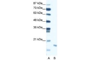 Image no. 1 for anti-Second Mitochondria-Derived Activator of Caspase (DIABLO) (C-Term) antibody (ABIN925989)