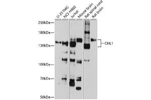 CHL1 抗体  (AA 690-950)