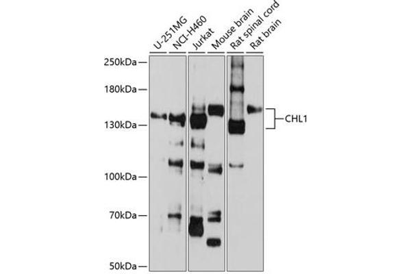 CHL1 抗体  (AA 690-950)
