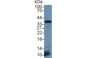 Image no. 2 for anti-CD8b Molecule (CD8B) (AA 22-175) antibody (ABIN1858319)