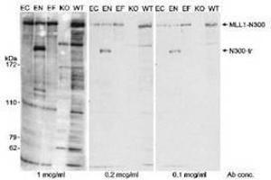 Image no. 1 for anti-Lysine (K)-Specific Methyltransferase 2A (KMT2A) (AA 720-780), (N-Term) antibody (ABIN328575)