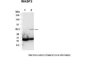 Image no. 2 for anti-WAS Protein Family, Member 3 (WASF3) (Middle Region) antibody (ABIN2784833)
