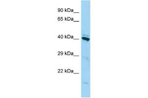 Image no. 1 for anti-Family with Sequence Similarity 50, Member A (FAM50A) (C-Term) antibody (ABIN2790763)