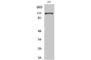 Image no. 1 for anti-Elongation Factor Tu GTP Binding Domain Containing 2 (EFTUD2) (Internal Region) antibody (ABIN3187013)