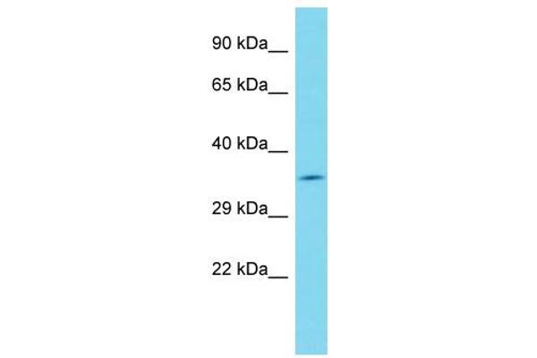FAM49A anticorps  (C-Term)