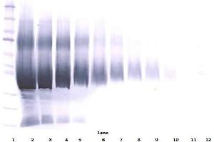 IGFBP5 antibody