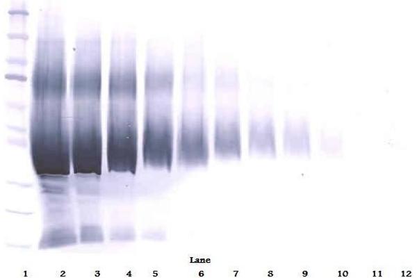 IGFBP5 antibody