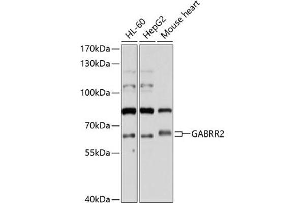 GABRR2 抗体  (AA 350-450)