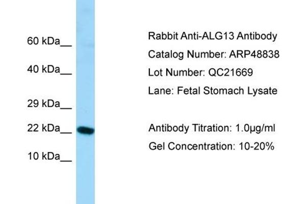 ALG13 anticorps  (N-Term)