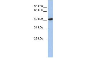 Image no. 1 for anti-Zinc Finger, FYVE Domain Containing 1 (ZFYVE1) (N-Term) antibody (ABIN2784353)