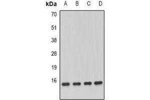 Image no. 1 for anti-NADH Dehydrogenase (Ubiquinone) 1 alpha Subcomplex, 13 (NDUFA13) (full length) antibody (ABIN6005832)