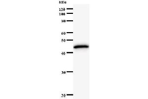 Image no. 2 for anti-K(lysine) Acetyltransferase 5 (KAT5) antibody (ABIN931130)