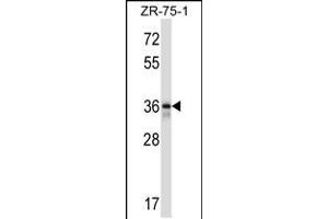 Image no. 1 for anti-Fetuin B (FETUB) (AA 293-322), (C-Term) antibody (ABIN5533197)