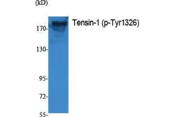 Tensin 1 antibody  (pTyr1326)
