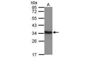 Image no. 1 for anti-Lactate Dehydrogenase C (LDHC) (AA 5-229) antibody (ABIN1499115)