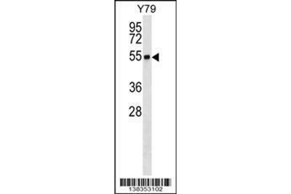 anti-Ring Finger Protein 26 (RNF26) (AA 247-273) antibody