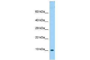 Image no. 1 for anti-Cytochrome C Oxidase Subunit VIb Polypeptide 1 (Ubiquitous) (COX6B1) (N-Term) antibody (ABIN2790530)