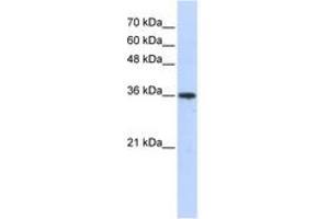 Image no. 1 for anti-Aldo-Keto Reductase Family 7, Member A3 (Aflatoxin Aldehyde Reductase) (AKR7A3) (AA 179-228) antibody (ABIN6743260)