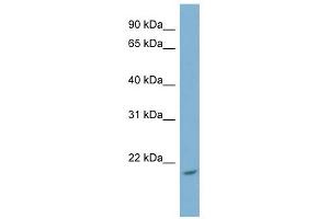 Image no. 1 for anti-NME/NM23 Nucleoside Diphosphate Kinase 4 (NME4) (Middle Region) antibody (ABIN631702)