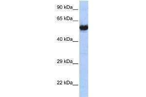 Image no. 1 for anti-Cholinergic Receptor, Nicotinic, gamma (CHRNG) (N-Term) antibody (ABIN2774610)