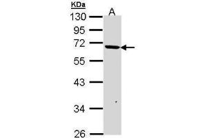 Image no. 2 for anti-Jumonji Domain Containing 6 (JMJD6) (Center) antibody (ABIN2856774)