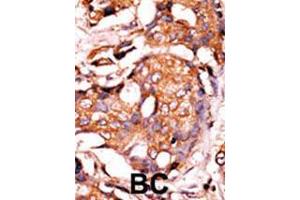 Image no. 3 for anti-Guanylate Cyclase 1 Soluble Subunit Alpha (GUCY1A1) (AA 269-300), (N-Term) antibody (ABIN391201)