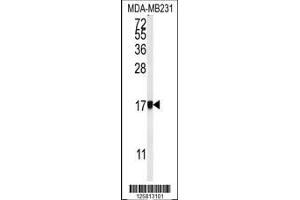 Image no. 1 for anti-Adaptor Related Protein Complex 1 sigma 1 (AP1S1) (AA 5-34), (N-Term) antibody (ABIN651199)