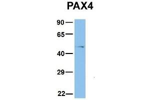Image no. 2 for anti-Paired Box 4 (PAX4) (Middle Region) antibody (ABIN2779444)