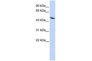 Image no. 1 for anti-Tektin 4 (TEKT4) (N-Term) antibody (ABIN632168)