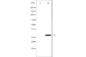 Image no. 1 for anti-14-3-3 zeta (YWHAZ) (Internal Region) antibody (ABIN6259641)