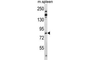 Image no. 1 for anti-TCDD-Inducible Poly(ADP-Ribose) Polymerase (Tiparp) antibody (ABIN3003615)