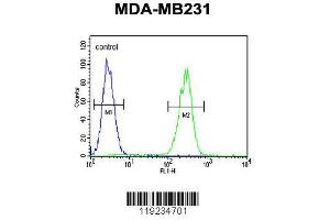 Image no. 3 for anti-Corticotropin Releasing Hormone Receptor 2 (CRHR2) (AA 243-272) antibody (ABIN390758)