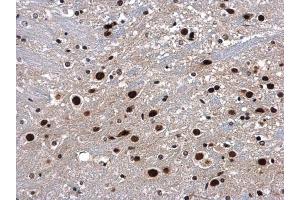 IHC-P Image p54/nrb antibody detects p54/nrb protein at nucleus in mouse brain by immunohistochemical analysis.