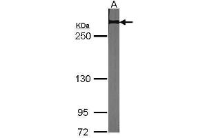WB Image Sample (30 ug of whole cell lysate) A:NIH-3T3 5% SDS PAGE antibody diluted at 1:1000