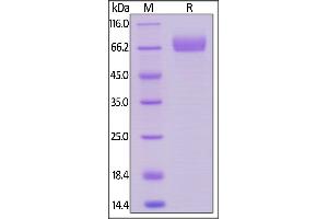 Image no. 2 for CD33 (CD33) (AA 18-259) (Active) protein (Fc Tag) (ABIN6253597)