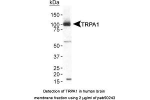 Image no. 1 for anti-Transient Receptor Potential Cation Channel, Subfamily A, Member 1 (TRPA1) (AA 1-100), (N-Term) antibody (ABIN363552)