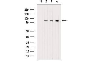 Image no. 3 for anti-Leucine Zipper-EF-Hand Containing Transmembrane Protein 1 (LETM1) (Internal Region) antibody (ABIN6262951)