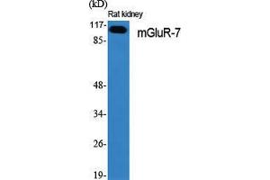 Image no. 2 for anti-Glutamate Receptor, Metabotropic 7 (GRM7) (C-Term) antibody (ABIN3185551)