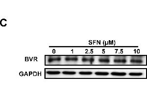 Image no. 105 for anti-Glyceraldehyde-3-Phosphate Dehydrogenase (GAPDH) (Center) antibody (ABIN2857072)