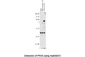 Image no. 1 for anti-Serine/threonine Protein Phosphatase Ppa2 (PPA2) antibody (ABIN363226)