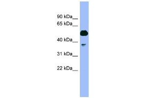 Image no. 1 for anti-Proteasome (Prosome, Macropain) 26S Subunit, ATPase, 4 (PSMC4) (N-Term) antibody (ABIN2786861)